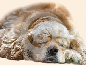 Young dog sleeping