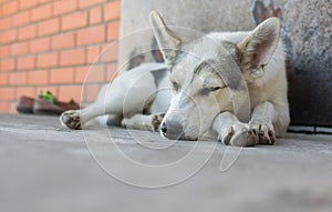 Young dog sleeping on a threshold