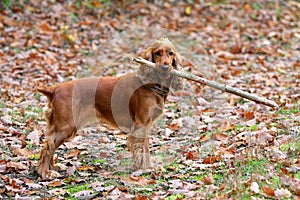 Young dog with a stick