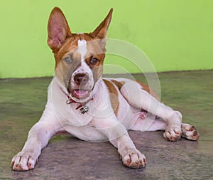 Young dog Thailand