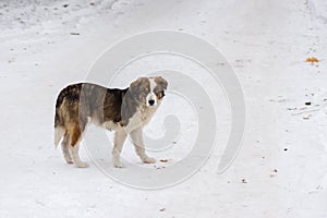 Young dog waiting for master on a winter street