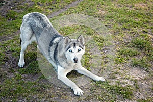 A young dog wants to play. Dog breed