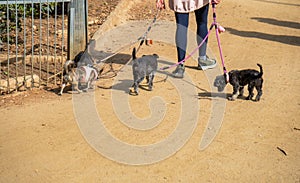 Young dog watcher woman on her back walking four dogs on a leash in a dirt park on a sunny day