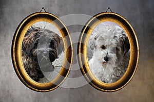 Young dogs in golden vintage frames