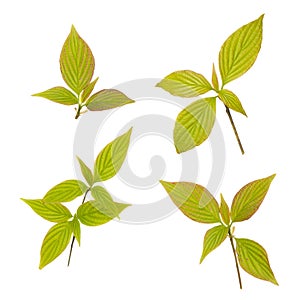 Young dogwood leaves