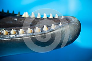 Young dolphin's teeth