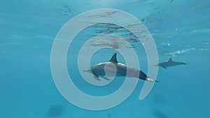 Young dolphin swims under surface of the blue water in the morning sun rays