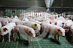Young domestic breed piglets growing on modern animal farm