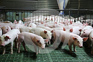 Young domestic breed piglets growing on modern animal farm photo