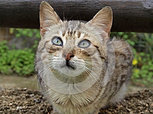 Young domestic cat (Felis silvestris catus) photo
