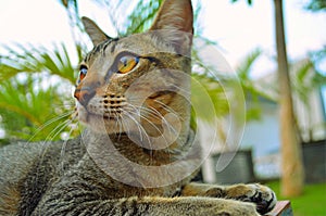 A young domestic cat at the park