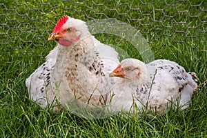 Young domestic chickens sitting on the green grass