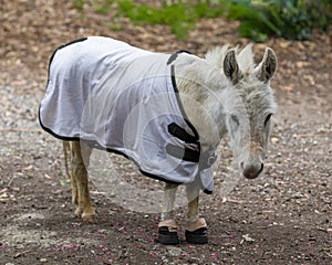 Young Domestic Donkey Female Wearing a Blanket and Hooves Protection Boots.