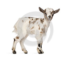 Young domestic goat, kid, isolated