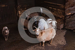 Young domestic goats, different colors, close-up. Agriculture, livestock, farm.