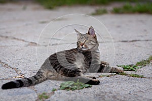 Young domestic grey tabby cat lying down