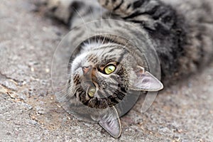 Young domestic grey tabby cat lying on the ground and looking with big green eyes