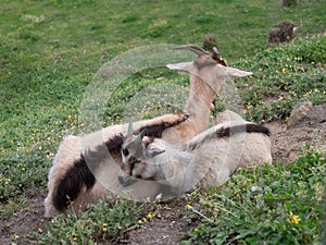 Young domestic kid goat, resting with mother in a field in rural Portugal