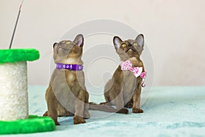 Young domestic kittens of Burmese breed, brown, play with a toy on a stand in a city apartment building. Natural habitat