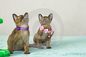 Young domestic kittens of Burmese breed, brown, play with a toy on a stand in a city apartment building. Natural habitat