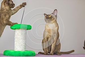 Young domestic kittens of Burmese breed, brown, play with a toy on a stand in a city apartment building. Natural habitat