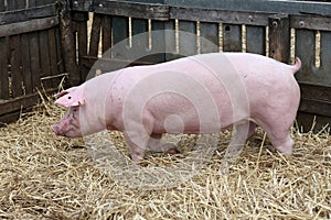 Young domestic peaceful happy pig runs across in the pigpen