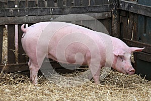 Young domestic peaceful happy pig standing in the pigpen