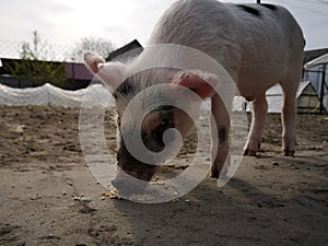 a young domestic pig eats grass in a meadow