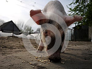 a young domestic pig eats grass in a meadow