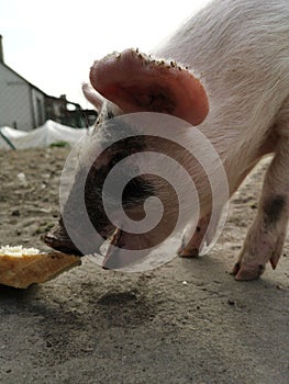 a young domestic pig eats grass in a meadow