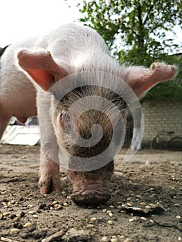 a young domestic pig eats grass in a meadow