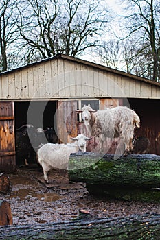 Young domestic rams, sheep, close-up. Agriculture, animal husbandry, farm.