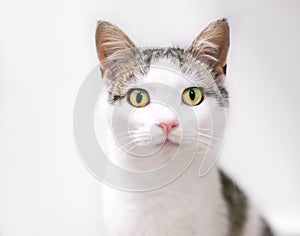 A young domestic shorthair cat with tabby and white markings