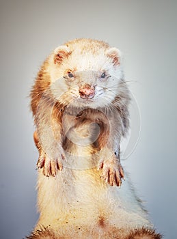 Ferret with muddy muzzle