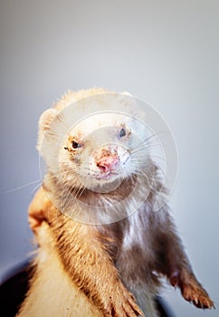 Ferret with muddy muzzle