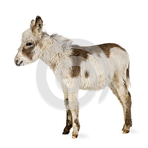 Young donkey