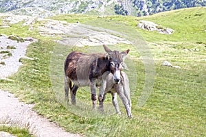 Young donkey with its mother in the mountain