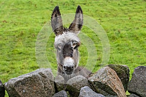 Young donkey looking over stone wall.