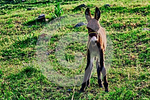 Young donkey on a mountain pasture, with green grass. Country landscape.