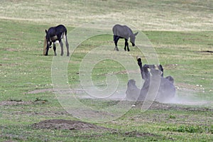Young donkey rolling in dust
