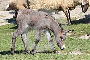 Young donkey and a sheep graze in pasture