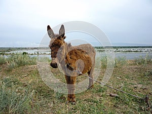 Young donkey stands tied up in a meadow near a lake