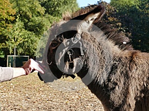 Young donkey wearing a bridle petted on the nose in the petting