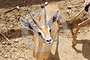 Young Dorcas Gazelle looking curiously