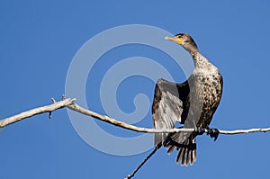 Young Double-Crested Cormorant Perched in Tall Tree