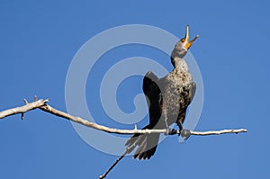 Young Double-Crested Cormorant Perched in Tall Tree