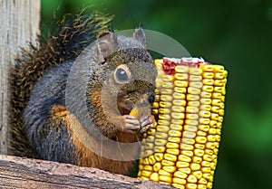 Young Douglas Squirrel eating Corn