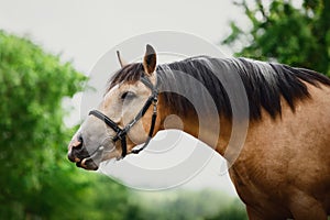 Young draft buckskin gelding horse in bridle on sky and trees background in summer