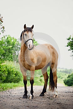 Joven ciervo alicates un caballo en brida de pie sobre el carreteras en el verano 