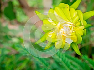 Young Dragon fruit.